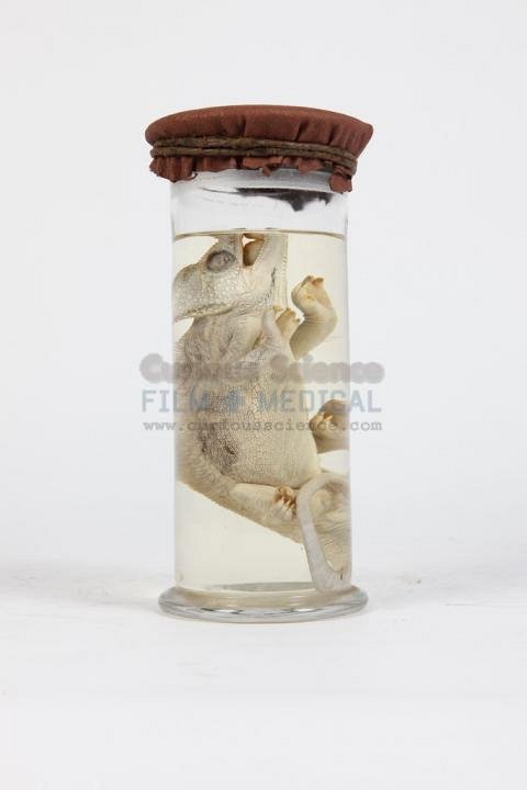 Chameleon in glass jar